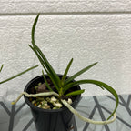 Vanda Mimi Palmer x Vanda tessellata