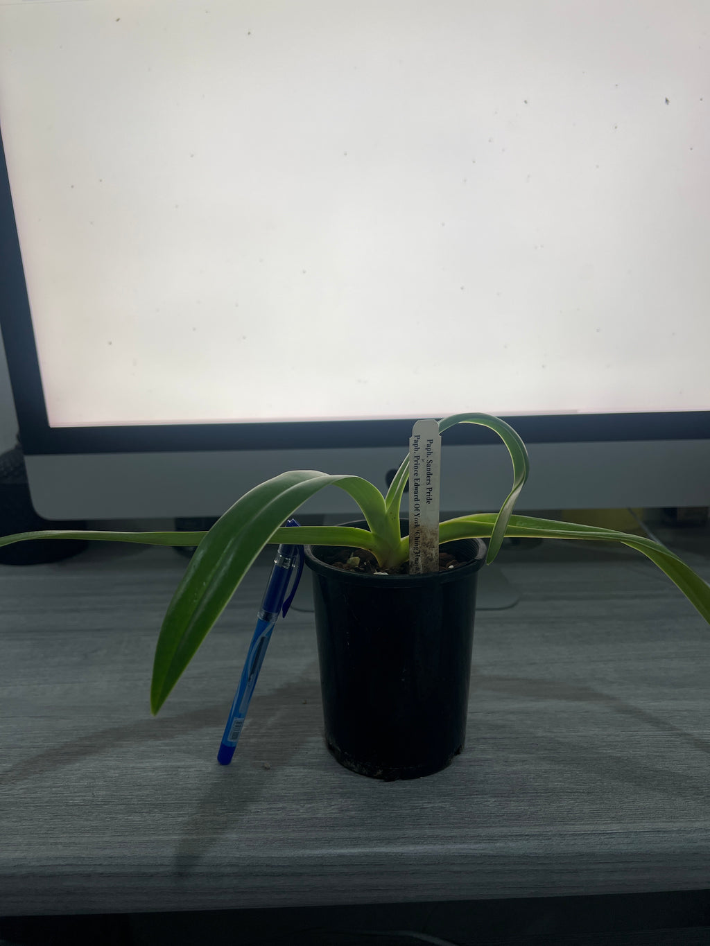 Paph. Sander's Pride x Paph. Prince Edward of York (Multifloral)