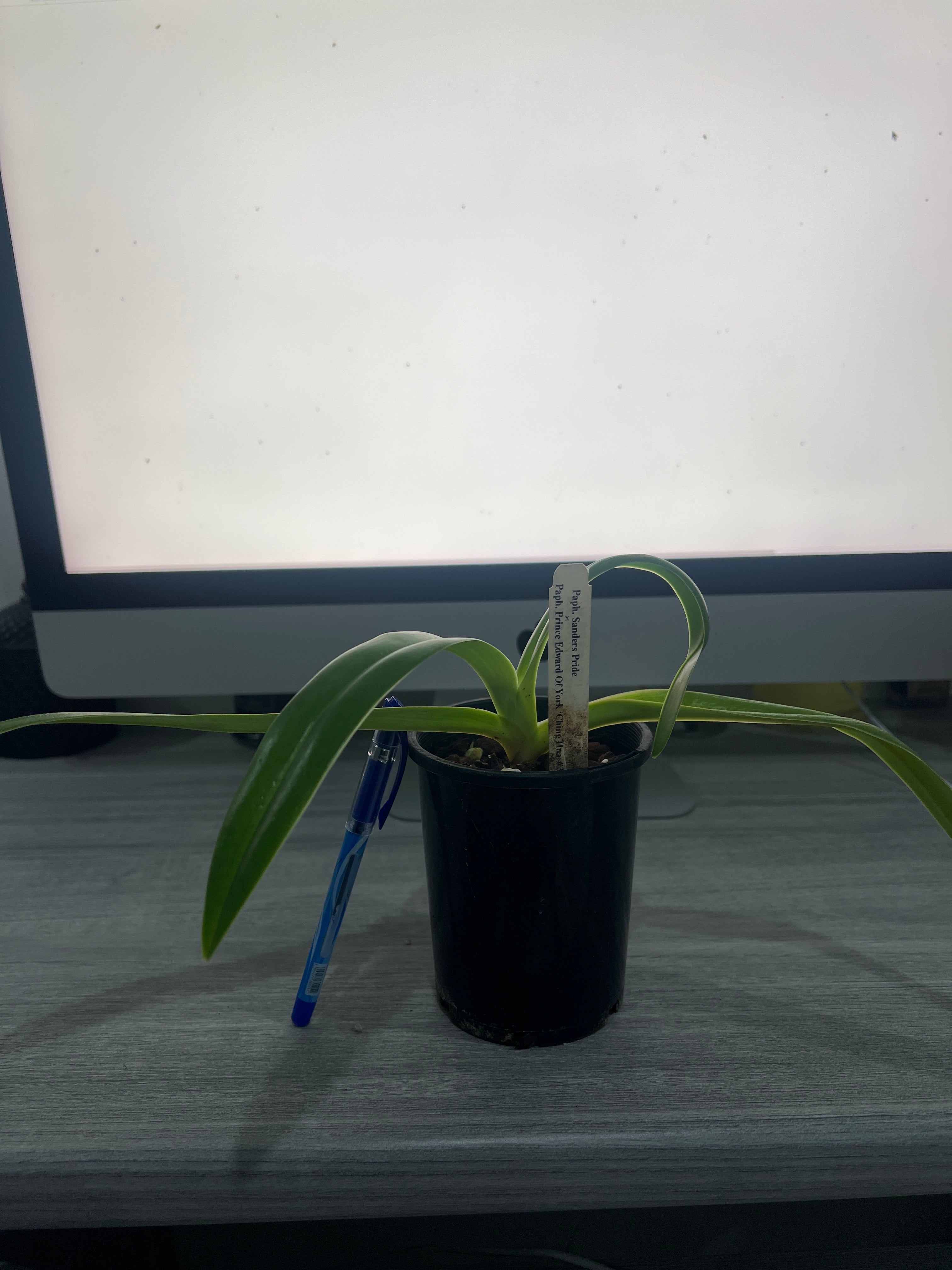 Paph. Sander's Pride x Paph. Prince Edward of York (Multifloral)