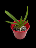 Aerides houlletiana fma. alba (Rare Form)