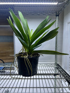 Angraecum Eburneum (Fragrant Species) Big Mature Size