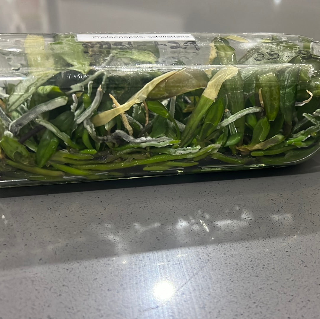 Phalaenopsis Schilleriana FLASK 30+ SEEDLINGS
