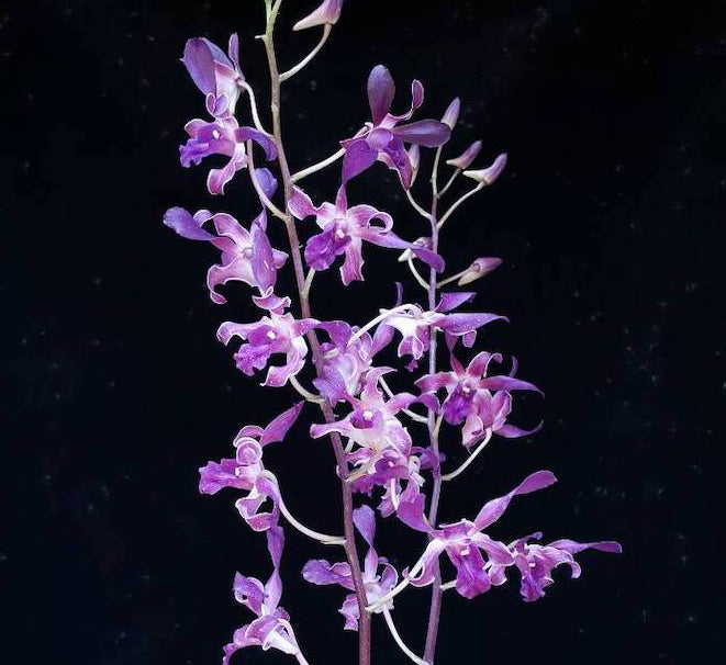 Dendrobium Blue Spin MC Main image
