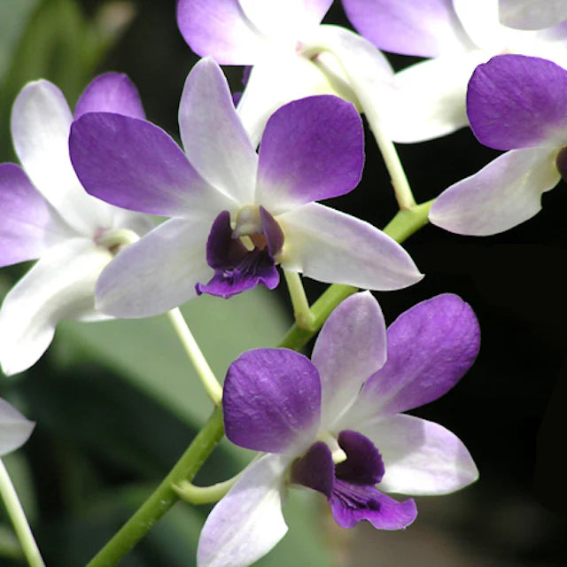 Dendrobium Aridang Blue (Hybrid Flask - Whiskey Bottle) ex Thailand