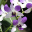 Dendrobium Aridang Blue (Hybrid Flask - Whiskey Bottle) ex Thailand