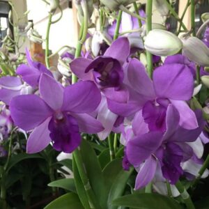 Dendrobium Blue Planet (variegated)