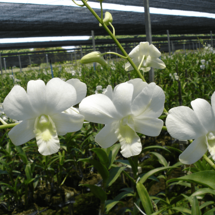 Dendrobium Big White