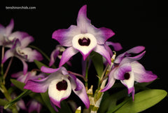 Dendrobium nobile (Manote x cooksonianum) (Species Flask - Conical) ex Taiwan