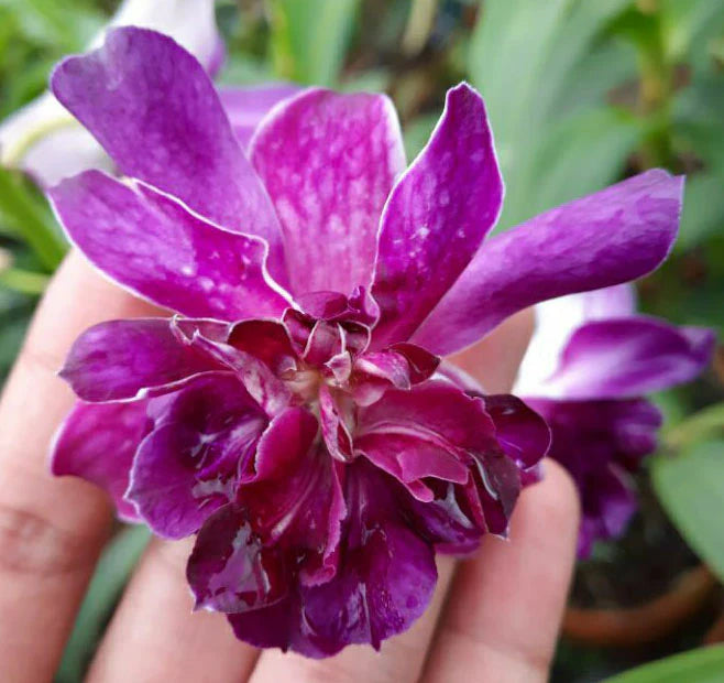 Dendrobium Rose Betty Purple (Mericlone) Main image