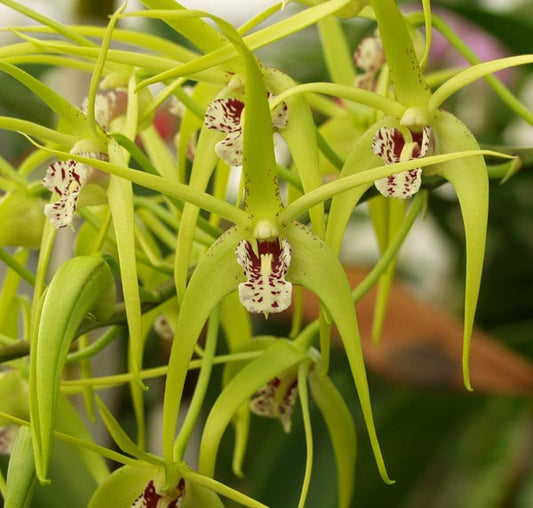 Dendrobium Hilda Poxon - YouTube