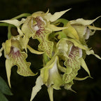 Dendrobium hodgkinsonii