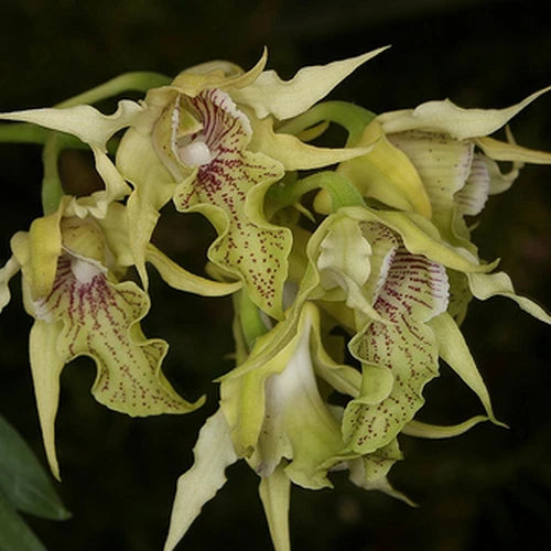 Dendrobium hodgkinsonii Main image