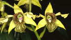 Dendrobium Macrophyllum x Tapiniense (Rare)