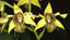 Dendrobium Gordonii (Fragrant Species)