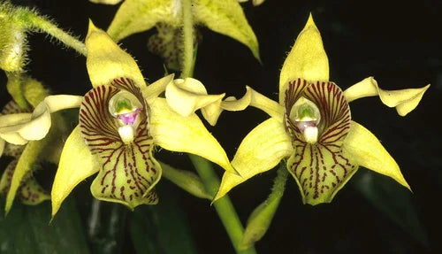 Dendrobium Aussie's Elated (Aussie Glory x Elated)