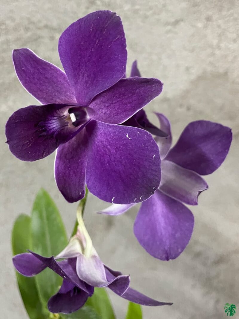 Dendrobium Blue Sapphire x Blue Angel