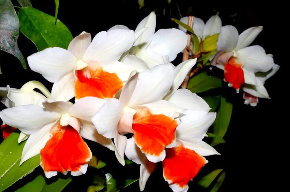 Dendrobium Roongkamol Vejvarut Main image