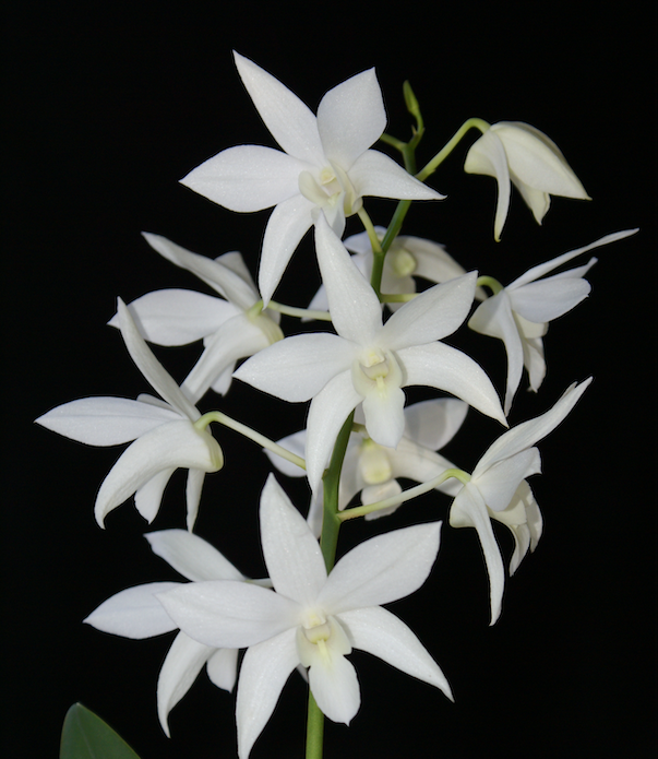 Dendrobium White Grace 'Sato' BM/JOGA