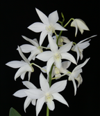Dendrobium White Grace 'Sato' BM/JOGA