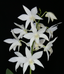 Dendrobium White Grace 'Sato' BM/JOGA