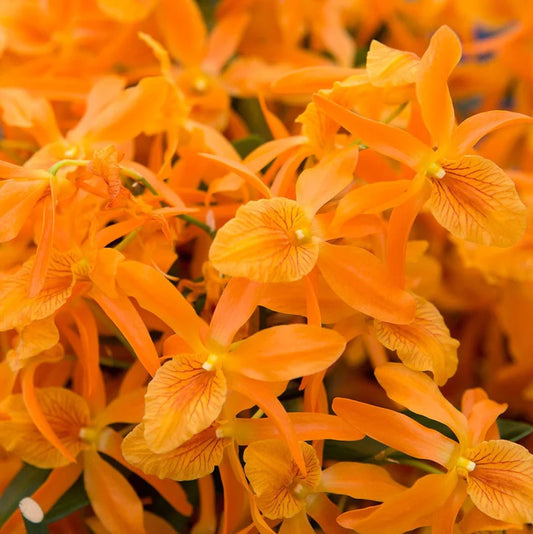 Dendrobium Stardust 'Firebird' (Flowering, In Buds)
