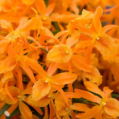 Dendrobium Stardust 'Firebird' (Flowering, In Buds)