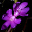 Dendrobium ostrinum (Blue Form)