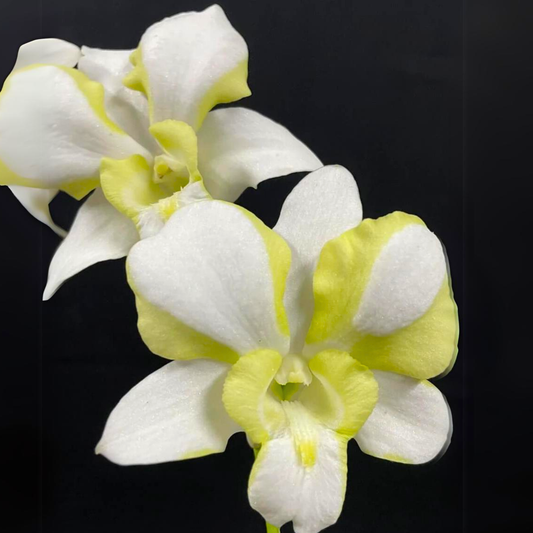 Dendrobium Erawan Green