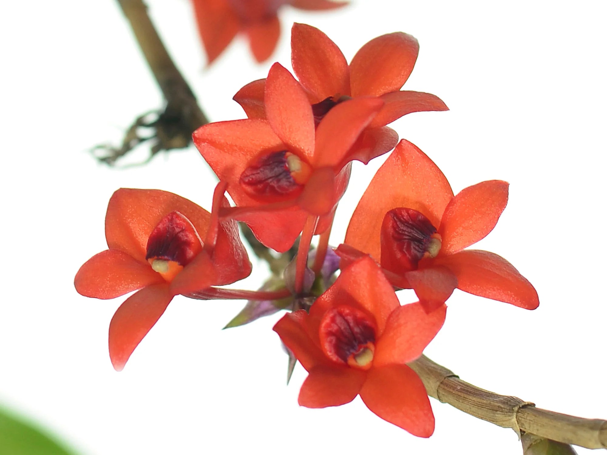 Dendrobium Gowan's Tangello AM/AOC (Dendrobium mohlianum × Dendrobium melinanthum) Main image