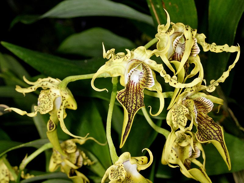 Dendrobium Alexanderae X Pulchrum Secondary image