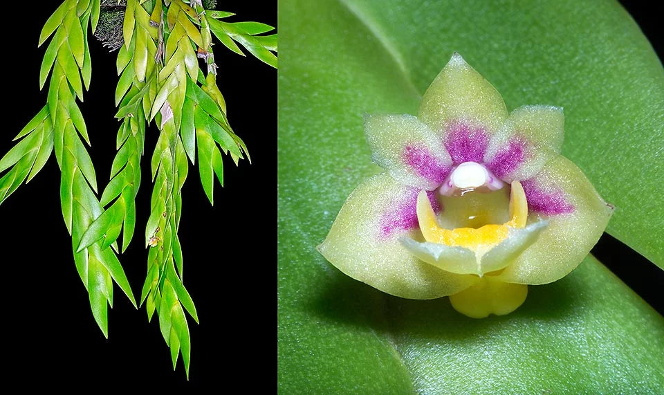 Dendrobium grande Main image