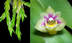 Dendrobium grande