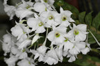 Dendrobium sanderae var. luzonicum