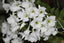 Dendrobium sanderae var. luzonicum