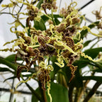 Pair of 3 Dendrobium Species