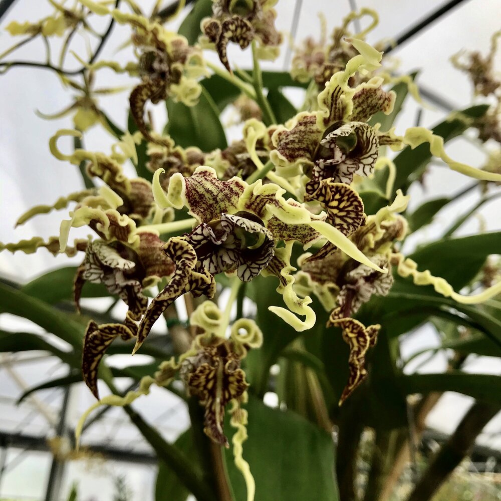 Dendrobium spectabile  Latouria Type)