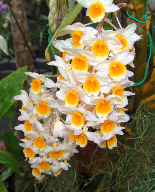 Dendrobium thyrsiflorum (In buds, Flowering - Indian Species)