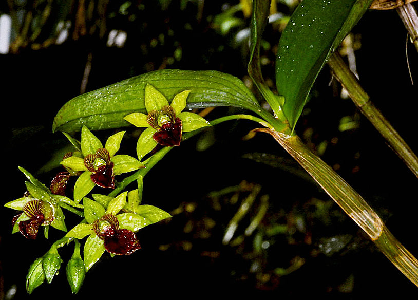 Dendrobium New Guinea x Convaltum Main image