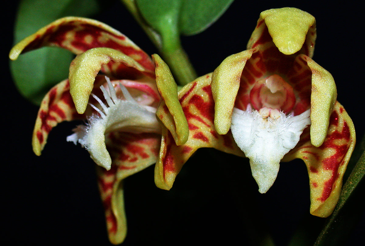 Dendrobium insigne (Fragrant)