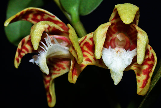 Dendrobium insigne (Fragrant)