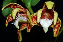 Dendrobium insigne (Fragrant)