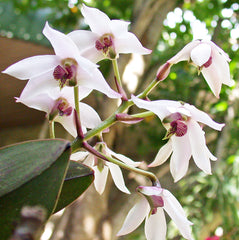 Dendrobium rigidifolium x Roy Tokunga (IN BUDS NOW)