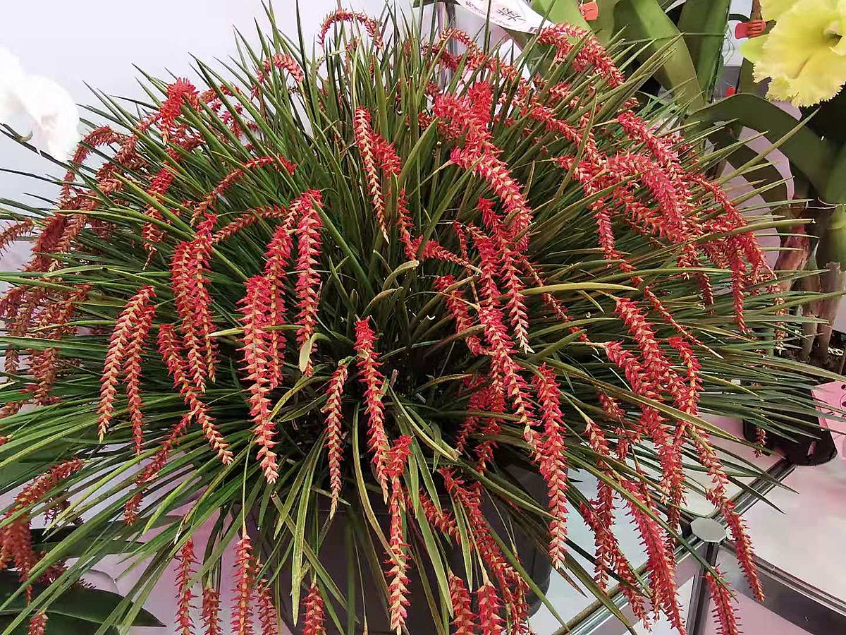Dendrochilum wenzelii Main image