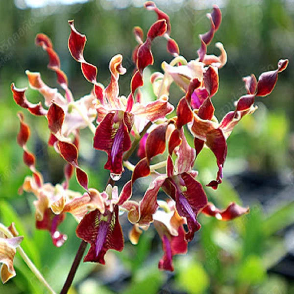 Dendrobium Jairak Antelope