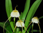 Dracula velutina xanthina (Monkey Face Orchid)