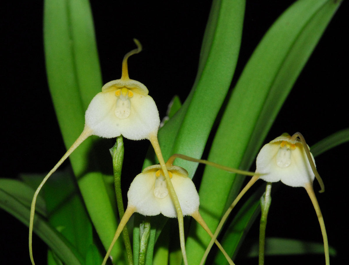 Dracula velutina xanthina (Monkey Face Orchid)