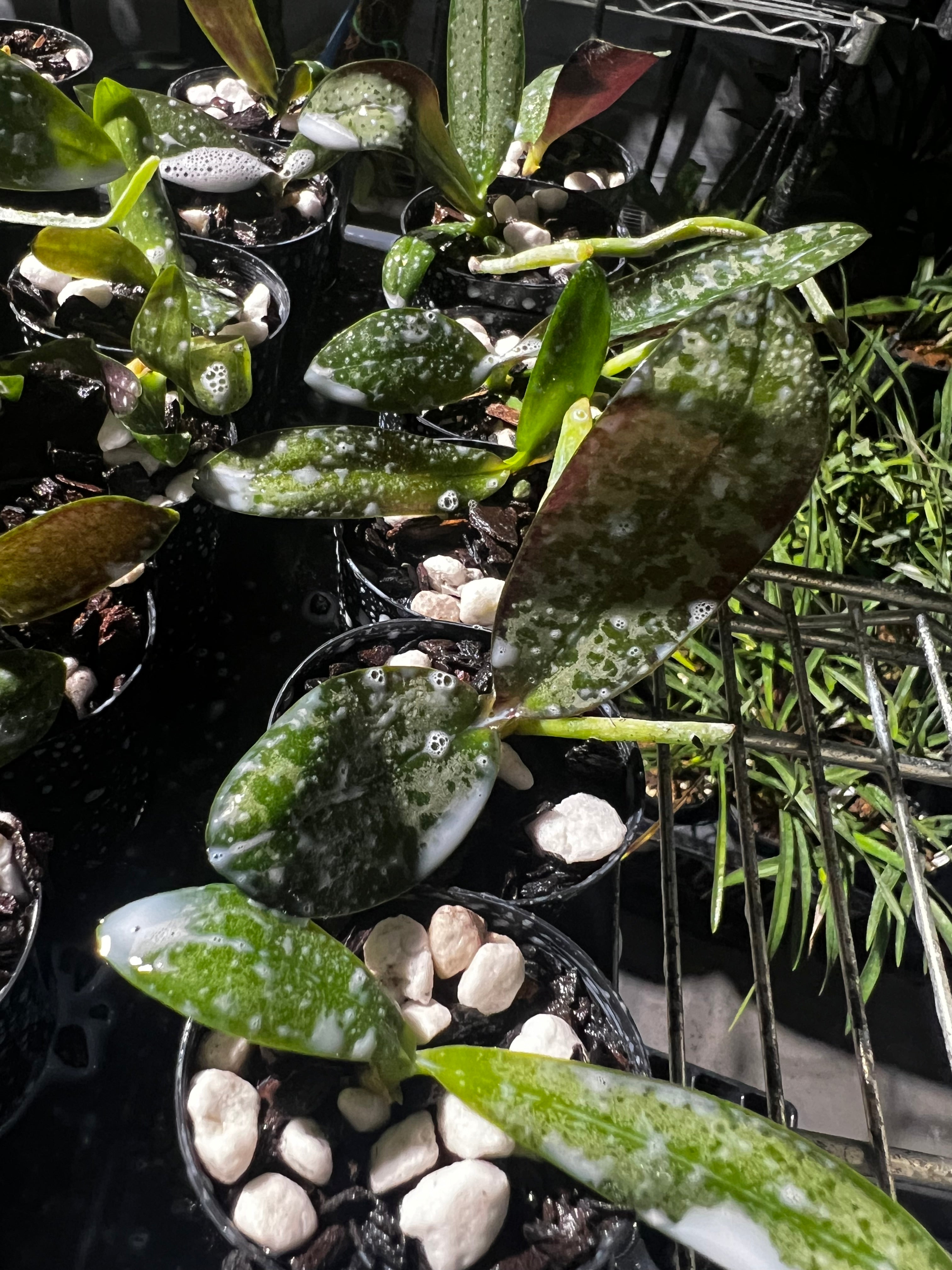 Phalaenopsis stuartiana (Species from Philippines)