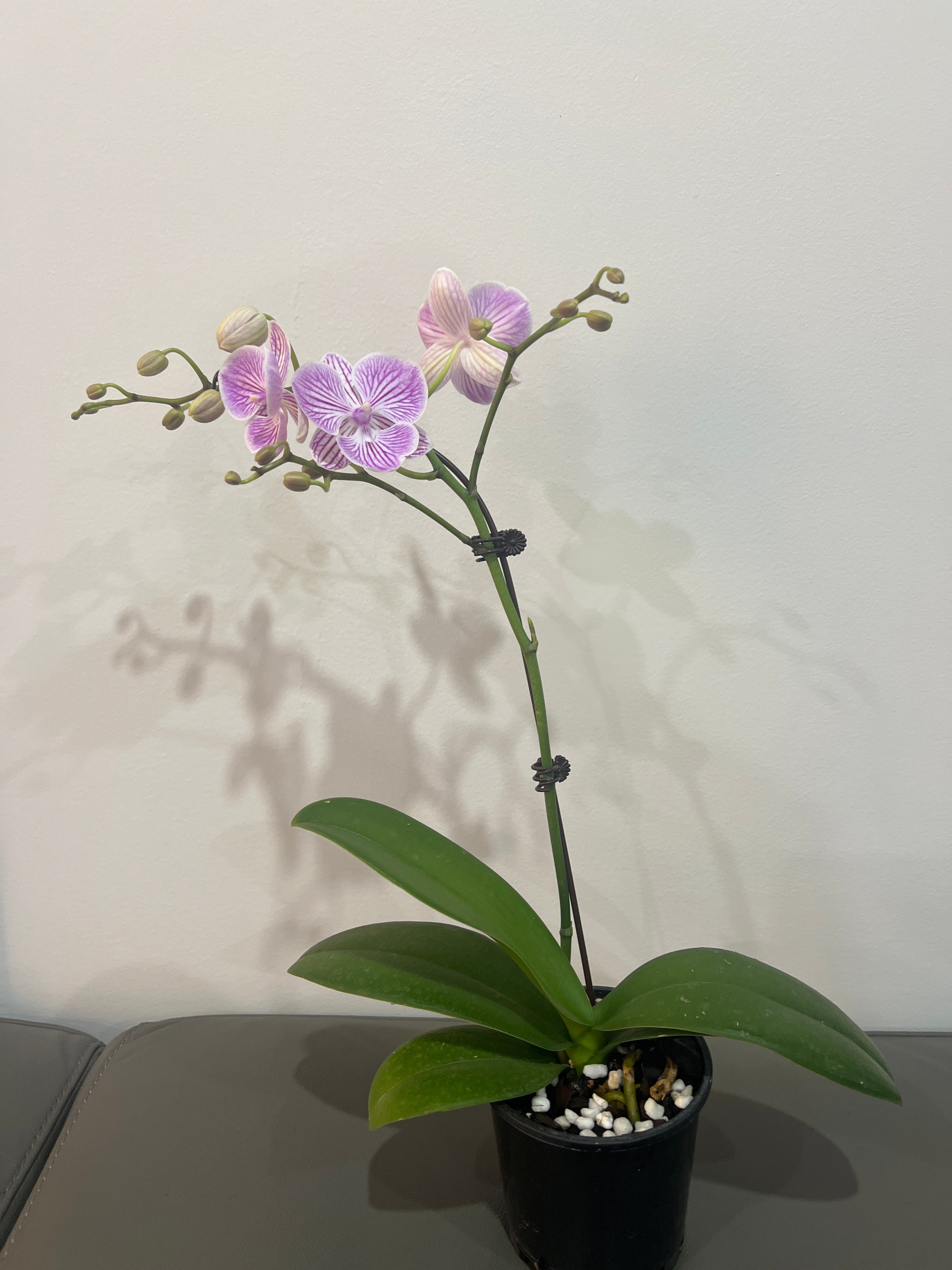 Phalaenopsis Yu Pin Fireworks (In Flower)