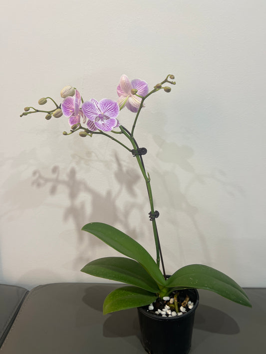 Phalaenopsis Yu Pin Fireworks (In Flower)