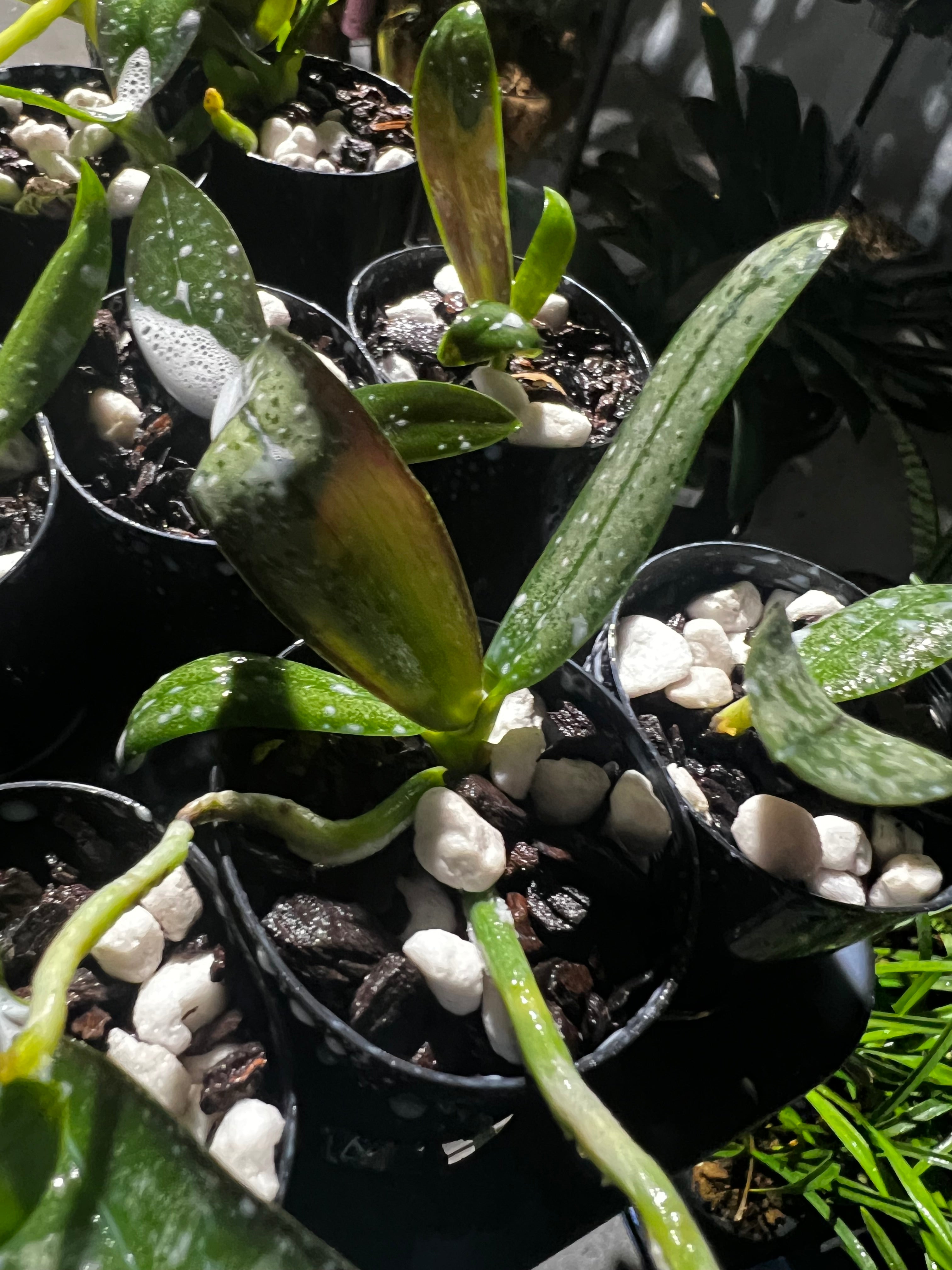 Phalaenopsis stuartiana (Species from Philippines) Secondary image